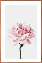 JUNIQE - Poster met kunststof lijst Peony Pink and Grey -40x60 /Ivoor