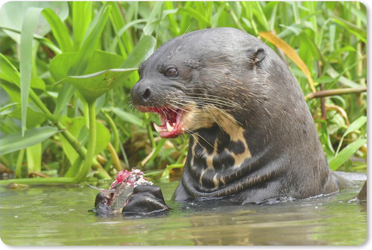 Muismat Otter - Grote otter eet muismat rubber - 27x18 cm - Muismat met