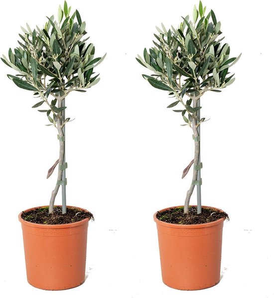 Olijfboom op stam per 2 stuks | Olea Europaea - Buitenplant in kwekerspot ⌀14 cm - ↕40-50 cm