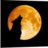 Forex - Silhouette van Wolf bij Maan - 80x80cm Foto op Forex