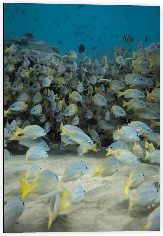 Dibond - School Gele Vissen in het Water - 40x60cm Foto op Aluminium (Wanddecoratie van metaal)