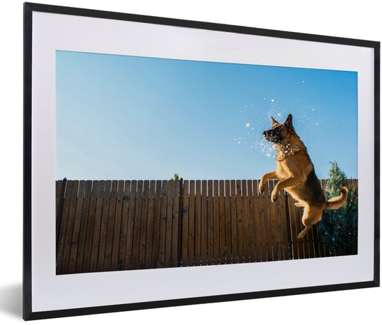 Photo encadrée - Et le Herder allemand saute au cadre photo neige noir avec passe-partout blanc 60x40 cm - Affiche encadrée (Décoration murale salon / chambre)