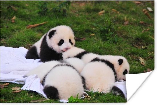 Les pandas nouveau-nés se couchent ensemble 180x120 cm XXL / Groot taille!  | bol.com