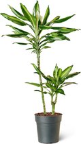 Drakenbloedboom (Dracaeana Cintho) Kamerplant - Hoogte 80cm - Potmaat 19cm - Plantery