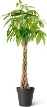 Geldboom (Pachira Aquatica) Kamerplant - Groot - Hoogte 160cm - Potmaat 27cm - Plantery