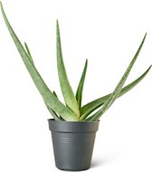 Aloë vera (Aloe Vera) Kamerplant - Klein - Hoogte 45cm - Potmaat 14cm - Plantery