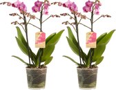 Plantjescoren.nl 2x Phalaenopsis orchidee 50 cm paars ↕ 50 cm Pot Ø 12 cm