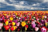 Tuinposter Kleurrijk Tulpenveld