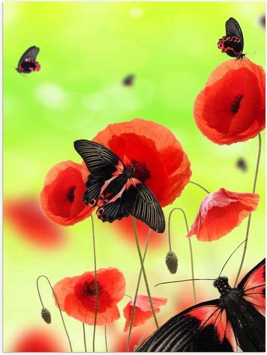 Poster – Rood met zwarte Vlinder op Bloem - 30x40cm Foto op Posterpapier