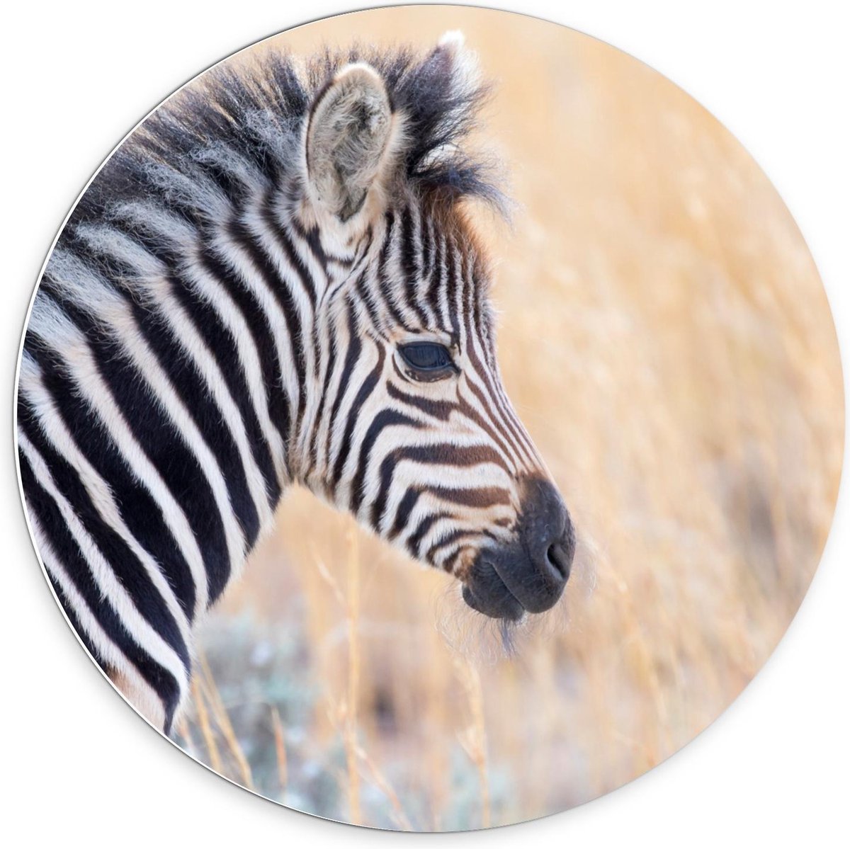 KuijsFotoprint - Schilderij - Baby Zebra In Hoge Grassen - Zwart, Wit En Bruin - 70 X 70 Cm