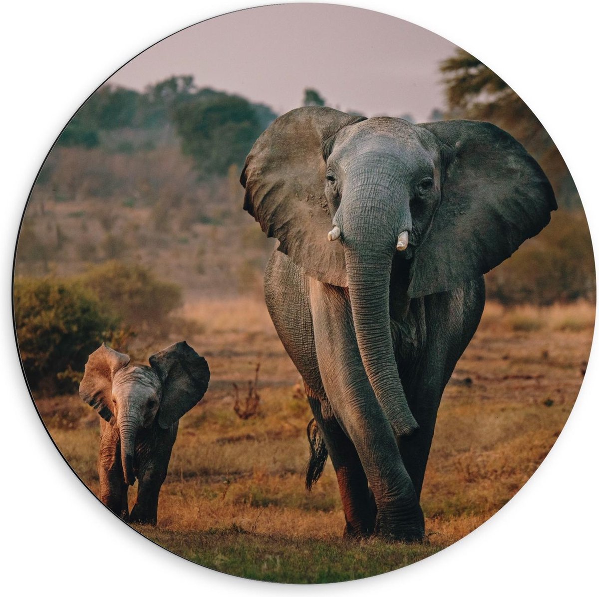 Dibond Wandcirkel - Olifant met Haar Baby lopend over Landschap - 60x60cm Foto op Aluminium Wandcirkel (met ophangsysteem)