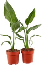 Kamerplanten van Botanicly – 2 × Paradijsvogelbloem – Hoogte: 35 cm – Strelitzia Reginae