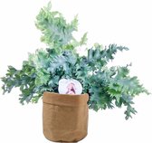 Varen van Botanicly – Blauwvaren met een bruine paper-look pot als set – Hoogte: 48 cm – Phlebodium Blue Star