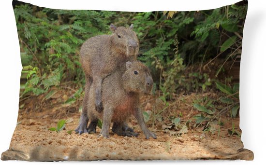 Sierkussens - Kussen - Twee Capibara jongen spelen met elkaar - 60x40 cm -  Kussen van... | bol.com
