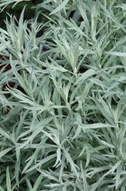 6x Alsem (Artemisia ludoviciana 'Silver Queen') - P9 pot (9x9)