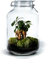 DIY Duurzame Flestuin: Jar Large – Ficus ginseng