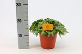 Kamerplant van Botanicly – Mozaïekplant – Hoogte: 25 cm – Fittonia