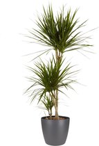 Kamerplant van Botanicly – Drakenboom incl. sierpot antraciet als set – Hoogte: 130 cm – Dracaena Marginata