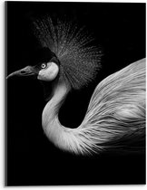 Acrylglas - Zwart Wit Foto van Kraan Vogel - 30x40cm Foto op Acrylglas (Met Ophangsysteem)