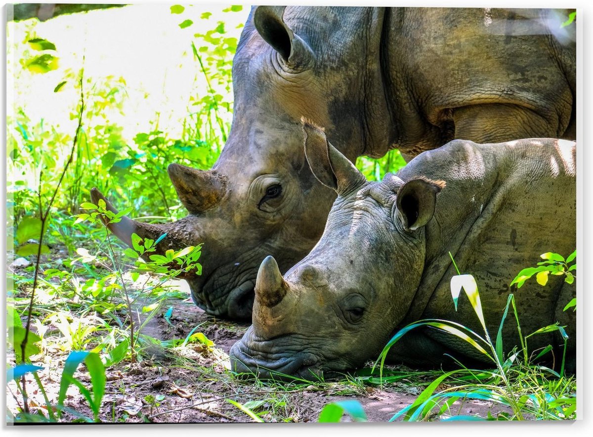 Acrylglas - Moeder met Baby Neushoorn in de Natuur - 40x30cm Foto op Acrylglas (Met Ophangsysteem)