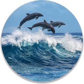 Wandcirkel Dolfijnen