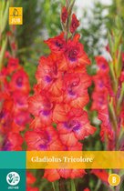 2 stuks Gladiolus Tricolore 7 bollen