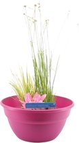 Terrasvijver - Mix 'Flitsend Fuchsia' roze incl. 3 vijverplanten - ↑ 10-50 cm - Pot-Ø 18 cm