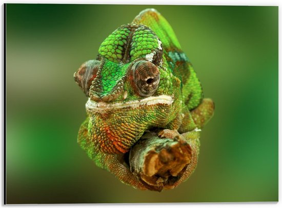 Dibond - Groene Kameleon op Tak - 40x30cm Foto op Aluminium (Met Ophangsysteem)