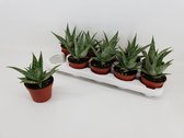 Kamerplant van Botanicly – Aloe Red Flame – Hoogte: 15 cm
