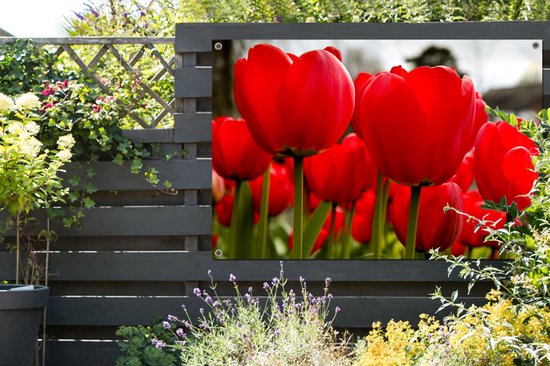 Gros plan de tulipes rouges Affiche de jardin 180x120 cm - Toile de jardin / Toile d'extérieur / Peintures d'extérieur (décoration de jardin) XXL / Groot format!