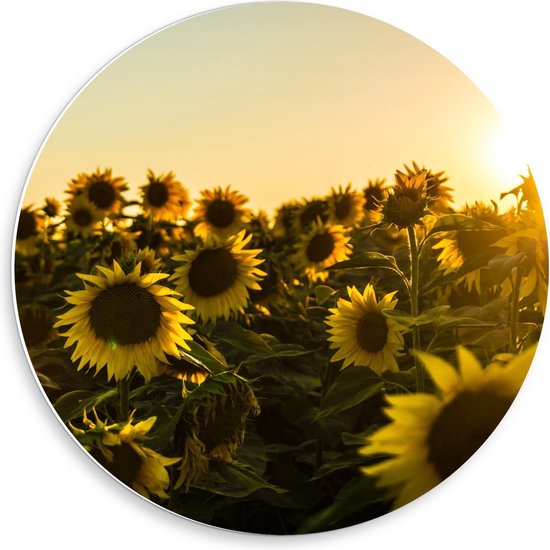 Forex Wandcirkel - Zonnebloemenveld met Zomerse Zon - 50x50cm Foto op Wandcirkel (met ophangsysteem)