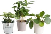 Mini Green | Trio Vrolijk Groen in zink - 25cm, Ø 10 cm