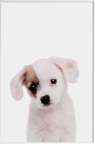 JUNIQE - Poster in kunststof lijst Puppy -30x45 /Bruin & Wit
