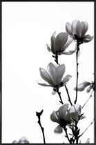 JUNIQE - Poster in kunststof lijst Aquarel zwarte magnolia -20x30 /Wit