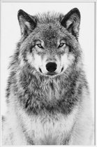 JUNIQE - Poster in kunststof lijst Winterwolf -40x60 /Grijs