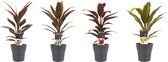 Kamerplanten 4x in design potten 4x - Luchtzuiverende planten - lekker tropisch in huis - Cordyline Tango, Rumba, Mambo en Kiwi