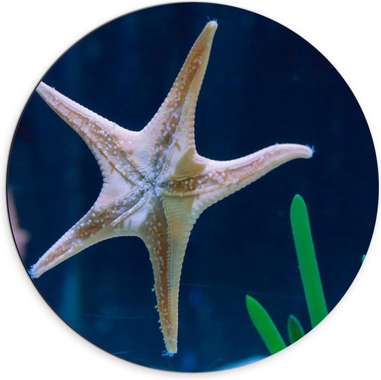 Dibond Wandcirkel - Zeester in Aquarium - 70x70cm Foto op Aluminium Wandcirkel (met ophangsysteem)