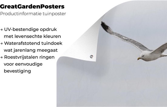 Tuinposter 60x40 cm - Tuindecoratie Pontische meeuw tijdens de vlucht - Poster voor in de tuin - Buiten decoratie - Schutting tuinschilderij - Tuindoek muurdecoratie - Wanddecoratie balkondoek