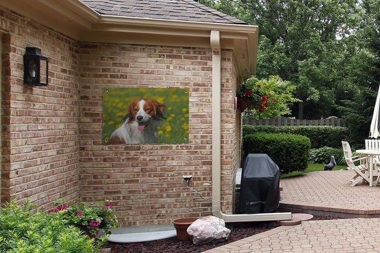 Jong Kooikerhondje affiche de jardin portrait toile en vrac 90x60 cm - toile de jardin / toile d'extérieur / Peintures pour l'extérieur (décoration de jardin)