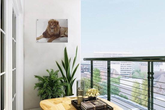 Affiche de jardin Lion relaxant sur fond blanc Toile en vrac 40x30 cm - Petit - Toile de jardin / Toile d'extérieur / Peintures pour l'extérieur (décoration de jardin)