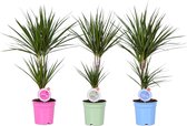 Kamerplanten van Botanicly – 3 × Drakenboom – Hoogte: 80 cm – Dracaena Marginata