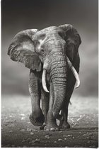 Poster Lopende Olifant