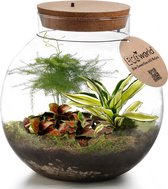 vdvelde.com - Planten terrarium met verlichting - Ecoworld Tropical Biodome - Planten in glazen pot - 3 gekleurde kamerplanten Planten - Bolvormig glas - Hoogte 25 cm
