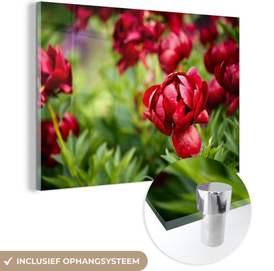 MuchoWow® Peinture sur verre 120x80 cm - Peinture sur verre acrylique - Un jardin rempli de pivoines rouges - Photo sur verre - Peintures