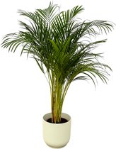 Trendyplants - Areca palm - ↨130cm - Ø24cm inclusief elho Vibes Fold Round wit Ø30cm x ↨27cm