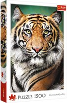 Trefl - Puzzles - "1500" - Portrait of a Tiger