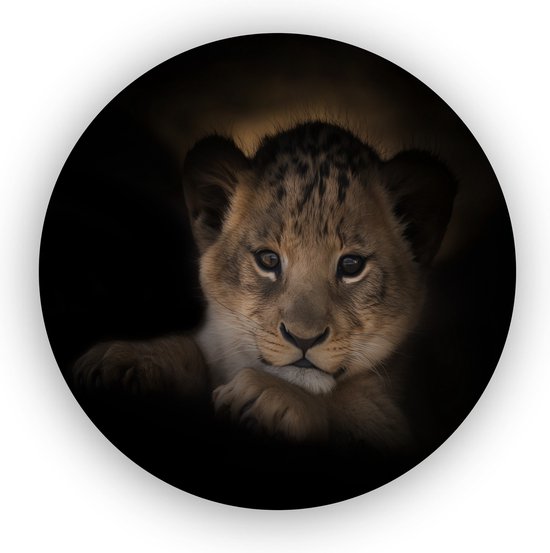 Welp leeuw - Schilderij leeuw - Dieren - Schilderijen kinderkamer - Leeuw schilderij op glas - Plexiglas schilderij - 40 x 40 cm 5mm