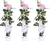 Roos – Rose (Rosa Crazy in love Pink) – Hoogte: 65 cm – van Botanicly