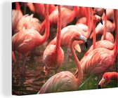 Groupe de flamants roses dans l'eau près 60x40 cm - impression photo sur toile peinture (Décoration murale salon / chambre à coucher) / Animaux sauvages Peintures Toile