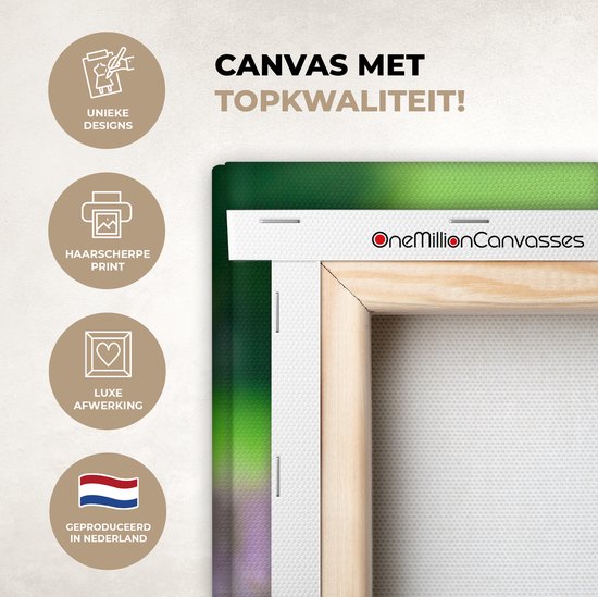 Close-up highlander écossais sent la toile de bruyère violette 2cm